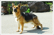 警察犬種について | 大阪第一ドッグトレーニングセンター